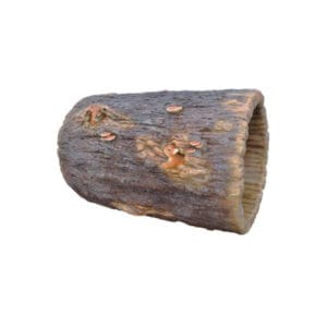 Hollow log with squirrels and mushrooms.